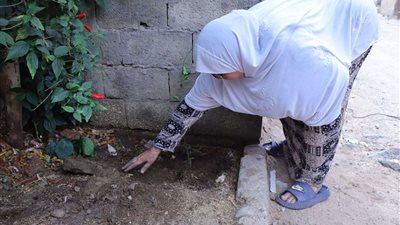 الرعاية الأسقفية تنظم حملة تشجير  بمدينة السلام