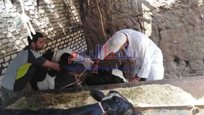 بيطري المنوفية: تحصين أكثر من 343  ألف رأس ماشية ضد الأمراض