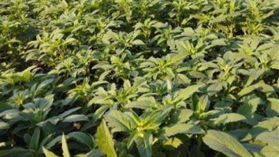 زراعة الشرقية تؤكد زراعة  3913 فدانًا بمحصول السمسم