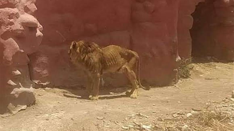 الصورة المتداولة