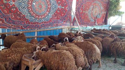 تعرف على أسعار وأماكن بيع الأضاحي بالقاهرة