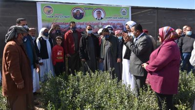 محافظ مطروح يشهد احتفالية التنمية المستدامة بتوزيع 50 ألف شتلة زيتون على المزارعين