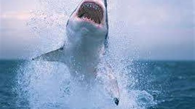 بعد هجوم الغردقة.. قرار حكومي في مصر بشأن أسماك القرش