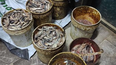 ضبط 4 أطنان لحوم وأسماك غير صالحة للاستهلاك بالمنوفية