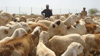 وزير التجارة السوداني يعلن عن اتفاق مع مصر بشأن تصدير الماشية