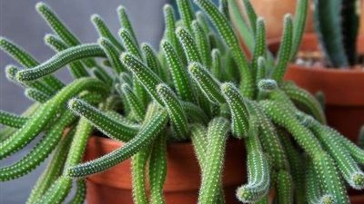 علاج القشرة وجفاف البشرة.. تعرف على فوائد استخدام الصبار