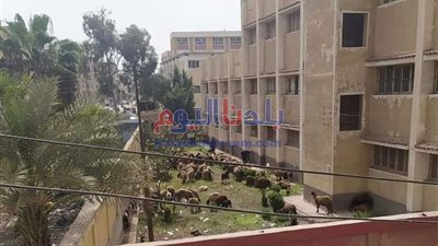 محافظ الغربية: إعفاء مديرة مدرسة صقر قريش من منصبها على خلفية 