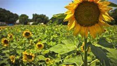 زراعة الشرقية تعلن توفير 18 ألف فدان عباد الشمس لتوفير الزيوت