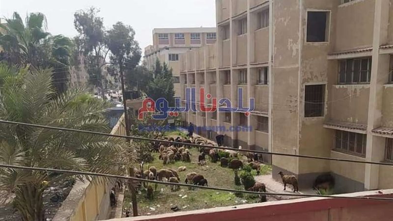 بلدنا اليوم
