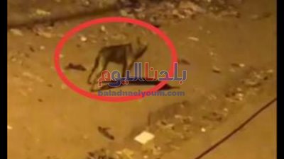 ذئب يثير فزع أهالى قرية ميت عساس بالغربية.. ومسئول يرد