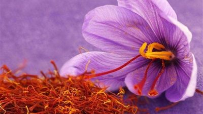 الزعفران يحميك من الإصابة بمرض خطير.. تفاصيل