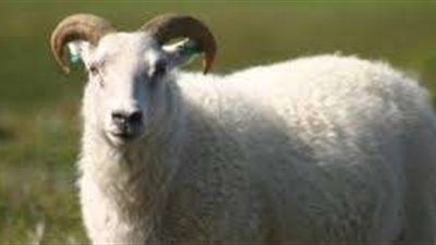 48 ساعة على العيد.. الموعد الصحيح لنحر الأضحية