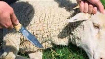 عيد الأضحى..أحذر من عقوبة ذبح الأضاحي في الشارع