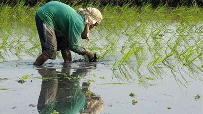 توزيع 130 ألف كارت للفلاح بالقليوبية بنسبة 50%