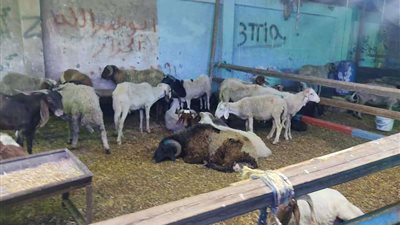 محافظ الإسماعيلية يعلن عن استعداد المجازر الحكومية لعيد الأضحي المبارك