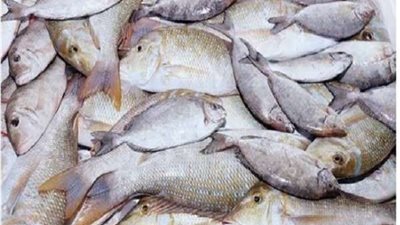 أسعار الأسماك بسوق العبور اليوم.. البورى 32-48 جنيها للكيلو