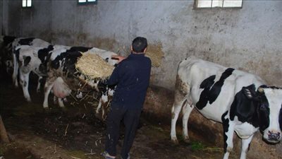 مبادرات اللحوم لمواجهة أرتفاع الأسعار بالمنوفية