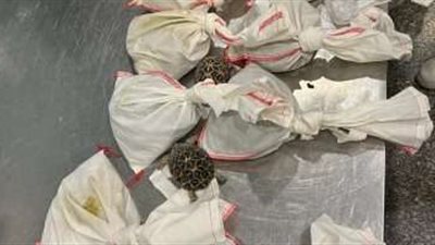 ضبط راكب بحوزته كمية من الثعابين داخل أكياس بمطار القاهرة