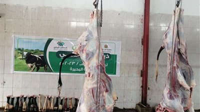 أورمان البحيرة ذبح 49 أضحية أول أيام العيد لتوزيعها على القرى الأكثر إحتياجاً