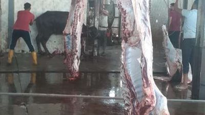 ذبح 10 رؤوس ماشية أول أيام العيد وتوزيعها على مستحقيها بمحافظة الإسماعيلية