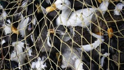 التشيك.. إعدام 40 ألف طائر بط بسبب إنفلونزا الطيور