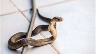 ضبط 73 ثعبان وسلحفاتين مع مصري قادم من الخارج