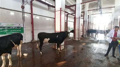 أورمان البحيرة تعلن ذبح 119 أضحية فى أول وثان أيام العيد وتوزيعها على مستحقيها