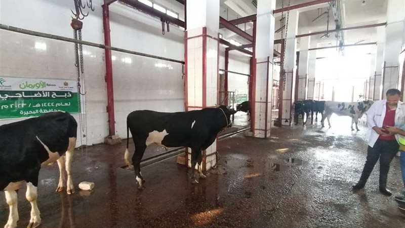 جمعية الأورمان بالبحيرة