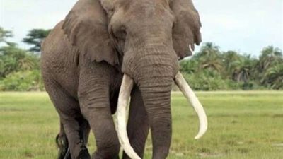 فيل يهاجم طفلة ووالدها بعد اقتحامهما بيته.. فيديو