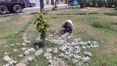 زراعة 135 ألف شجرة في الإسكندرية ضمن مبادرة 