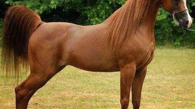 الخِل الوفي.. شعار محافظة الشرقية المُحبة للخيول