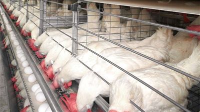 انخفاض أسعار الدواجن اليوم خلال منتصف التعاملات