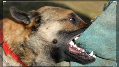 عقوبتها تصل إلى الإعدام|قانوني يفجر مفاجأة بشأن تعرض المواطنين لعقر الكلاب المفترسة