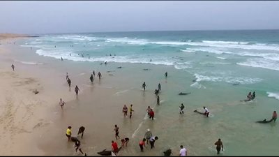 الموت يداهم صديق الإنسان بأحد شواطئ السعودية.. والسلطات تنقذهم (فيديو)