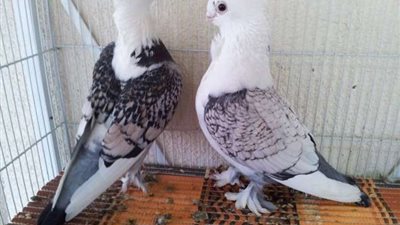 أمن سوهاج ينجح في القبض على 