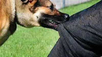 قرار عاجل من النيابة بشأن المتهم في حادث عقر كلب بالقاهرة