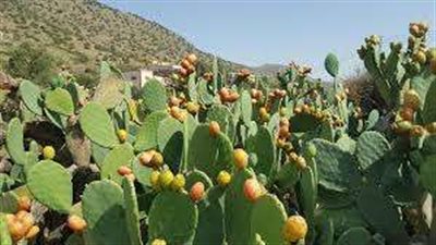 تفاصيل تنفيذ مشروع التين الشوكي بالوادي الجديد.. فيديو