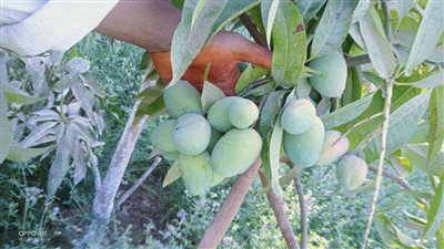 محصول المانجو يظهر في أسواق الإسماعيلية في يوليو.. 