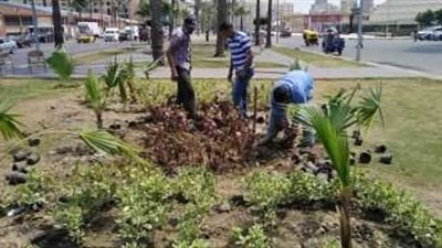 تعرف على أبرز المعلومات حول مبادرة 100 مليون شجرة