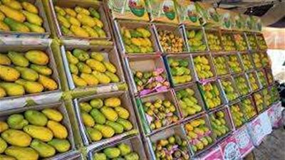 شعبة الخضروات والفاكهة: يوجد ضعف في إنتاج المانجو هذا العام.. فيديو