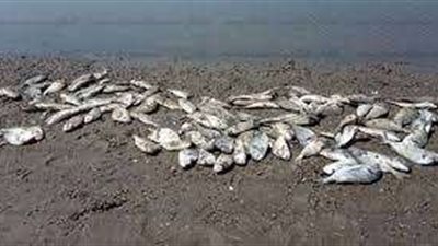 نفوق الأسماك ينتقل من الأنهار إلى الأهوار في العراق بسبب التغيّر المناخي.. فيديو