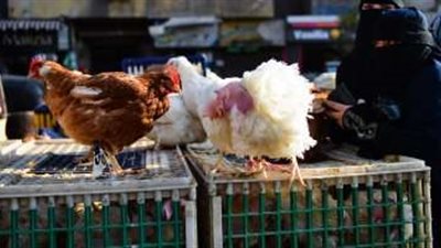 ارتفاع أسعار الدواجن اليوم الخميس والفراخ البيضاء وصلت لـ66 جنيهًا