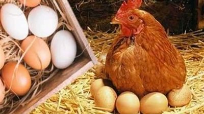 اشتري.. مفاجأة في أسعار الفراخ اليوم الجمعة