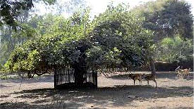 الحكومة تكشف حقيقة تجريف الأشجار النادرة بحديقة الحيوان بالجيزة