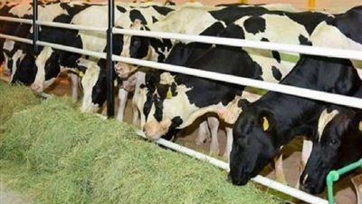 بالمشاركة بين 4 متهمين.. القبض على عصابة تُطارد الماشية بالشرقية