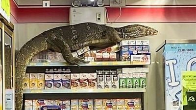 شاهد.. وحش عملاق يقتحم سوبر ماركت