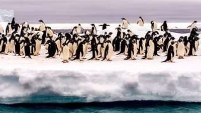 مصر للطيران تنقل شحنة 