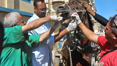 كلية الطب البيطري.. نظمت 9 قوافل بيطرية مجــانية للأهالي قرى أبيس في الإسكندرية