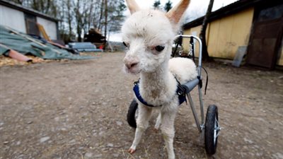 فتاة تمنح حيوان 