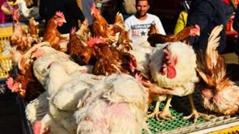 انخفاض فى أسعار الدواجن